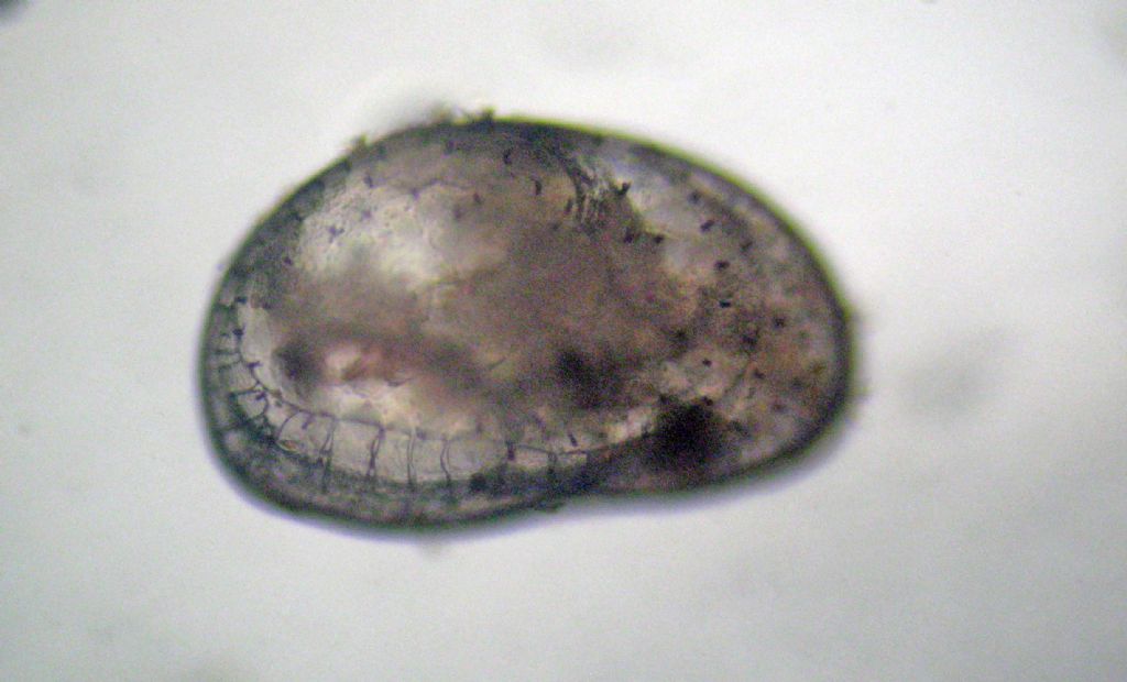 Proviamoci con gli Ostracodi marini